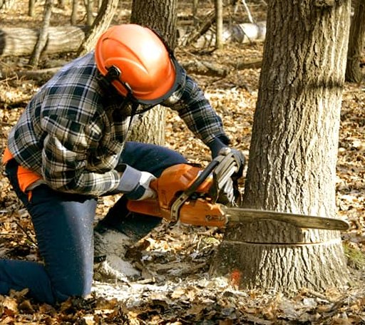 Tree Removal in Melfa, VA